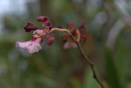 Image of Encyclia cordigera (Kunth) Dressler