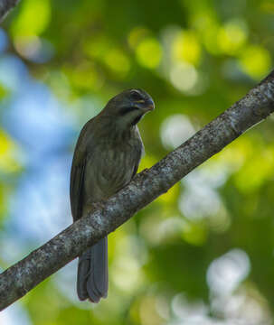 Image of Lesser Antillean Saltator