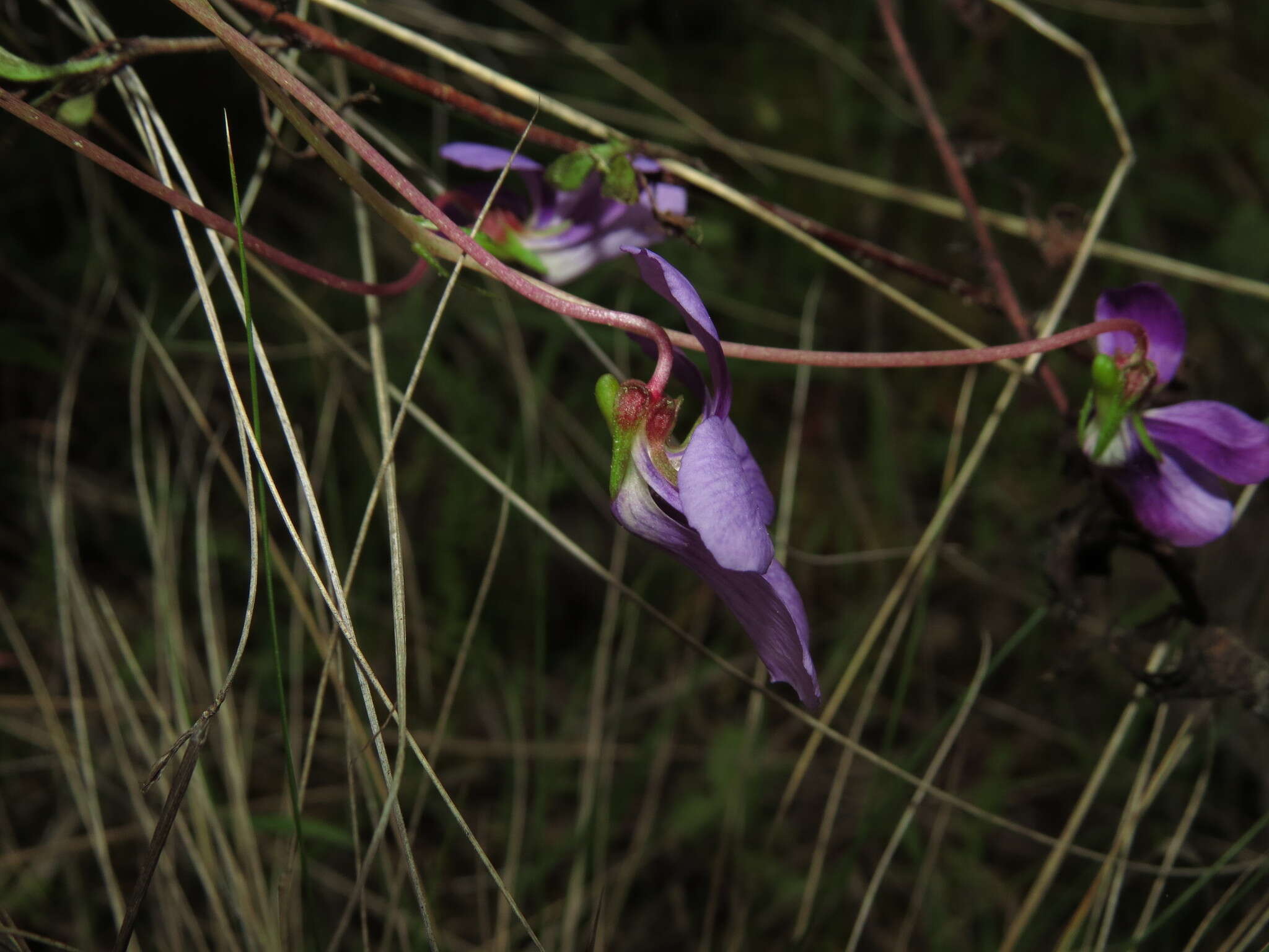 Image de Viola portalesia C. Gay