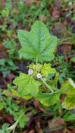 Image of cluster mallow