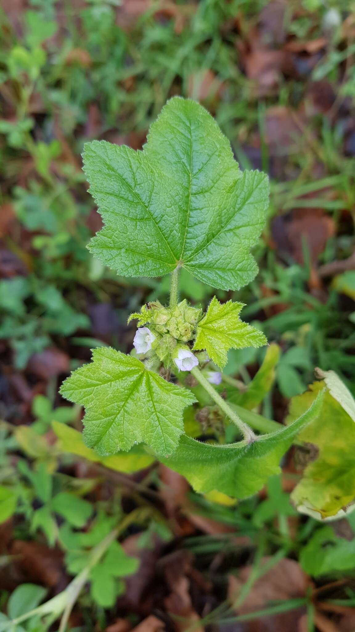 Image of cluster mallow