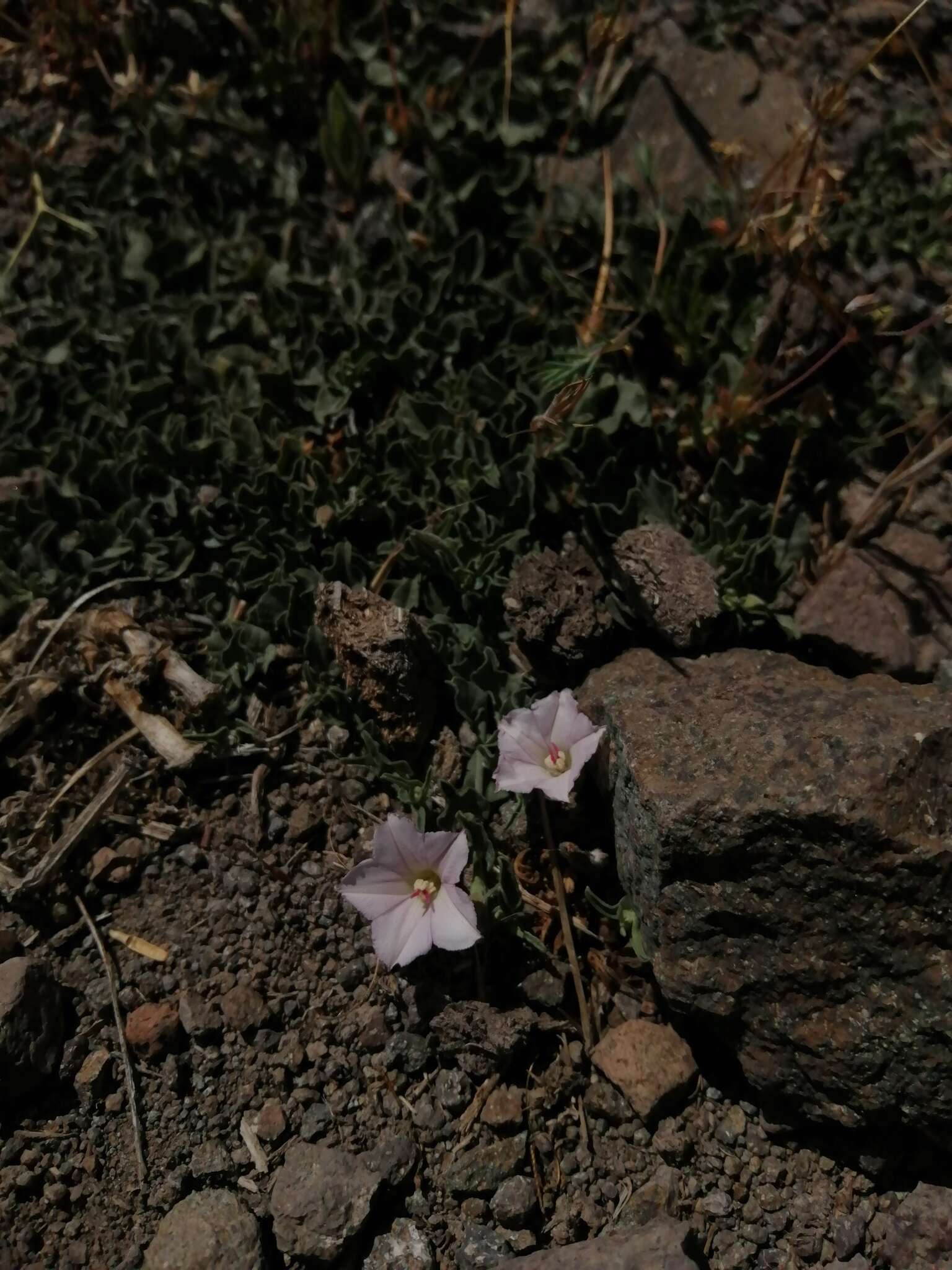 Image of Convolvulus demissus Choisy