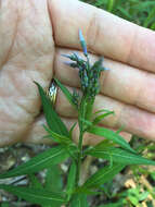 Image of eastern bluestar