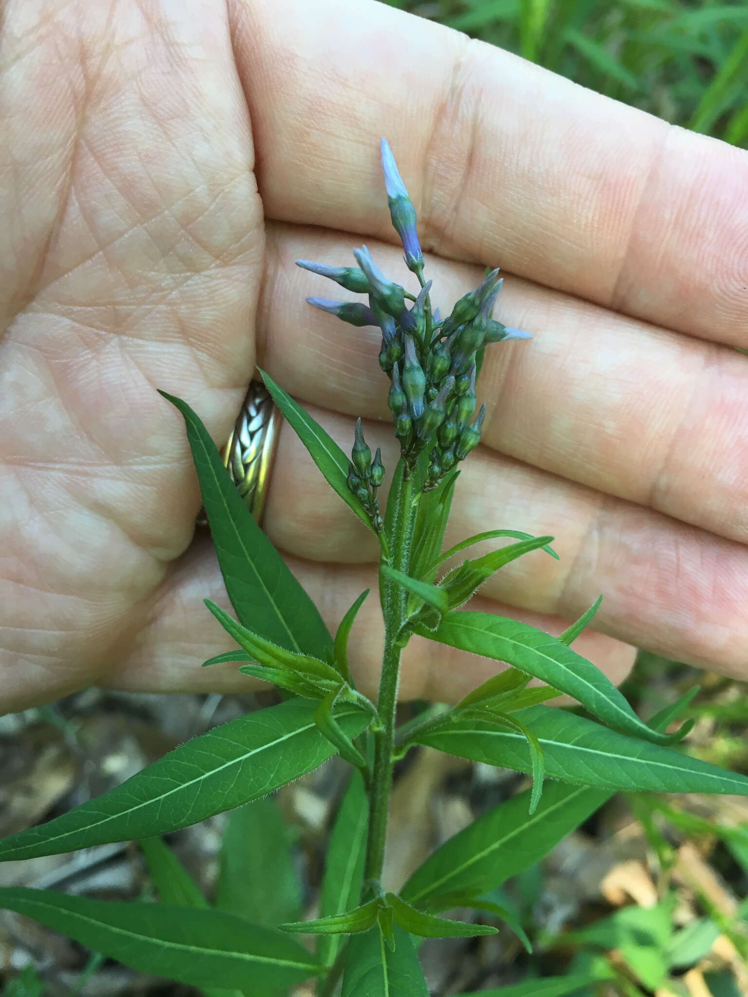 Image of eastern bluestar