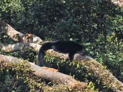 Image of Bearcats