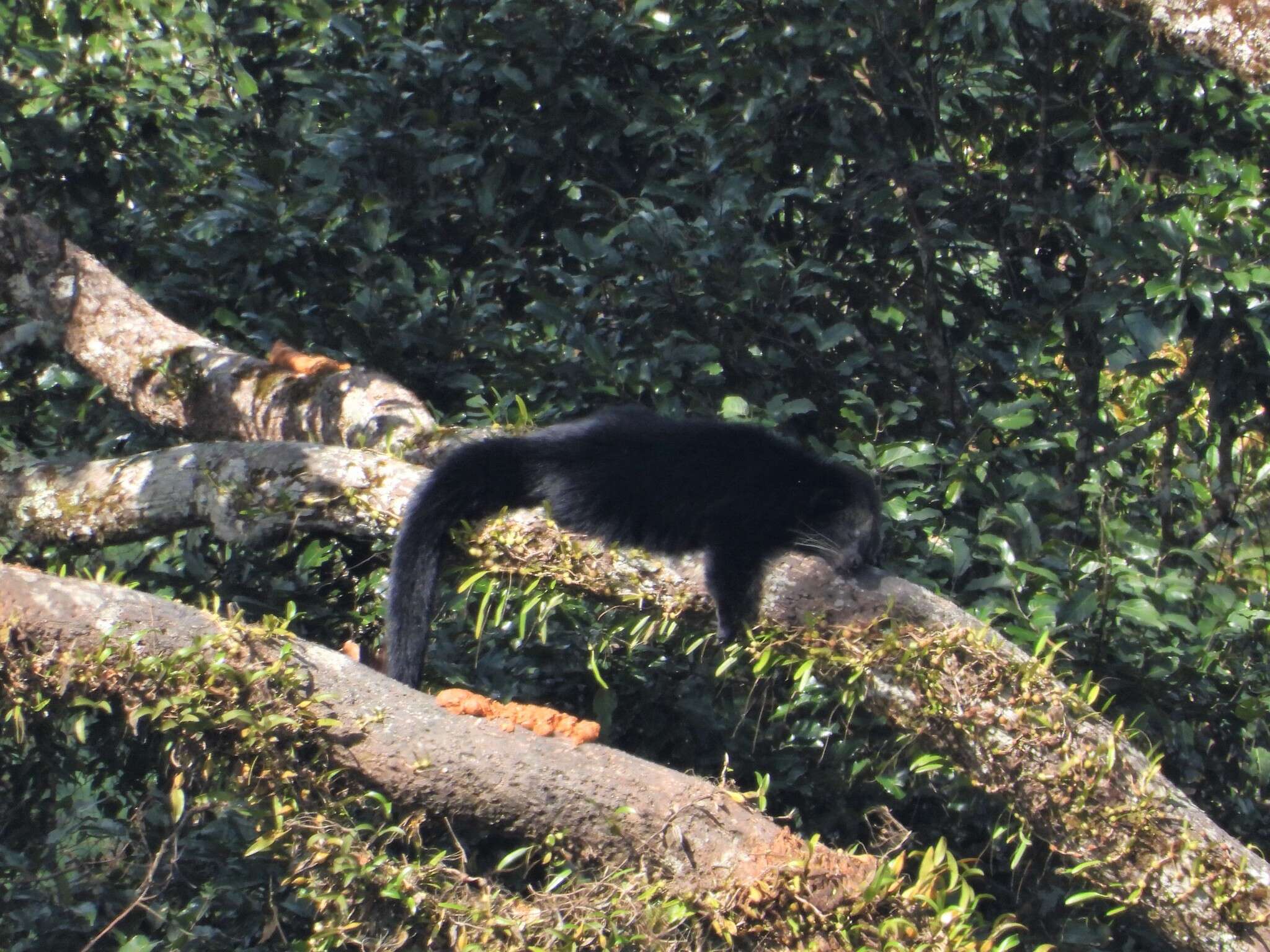 Image of Bearcats