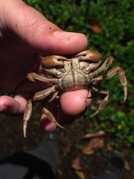 Image of Gecarcinus lateralis (Guérin 1832)