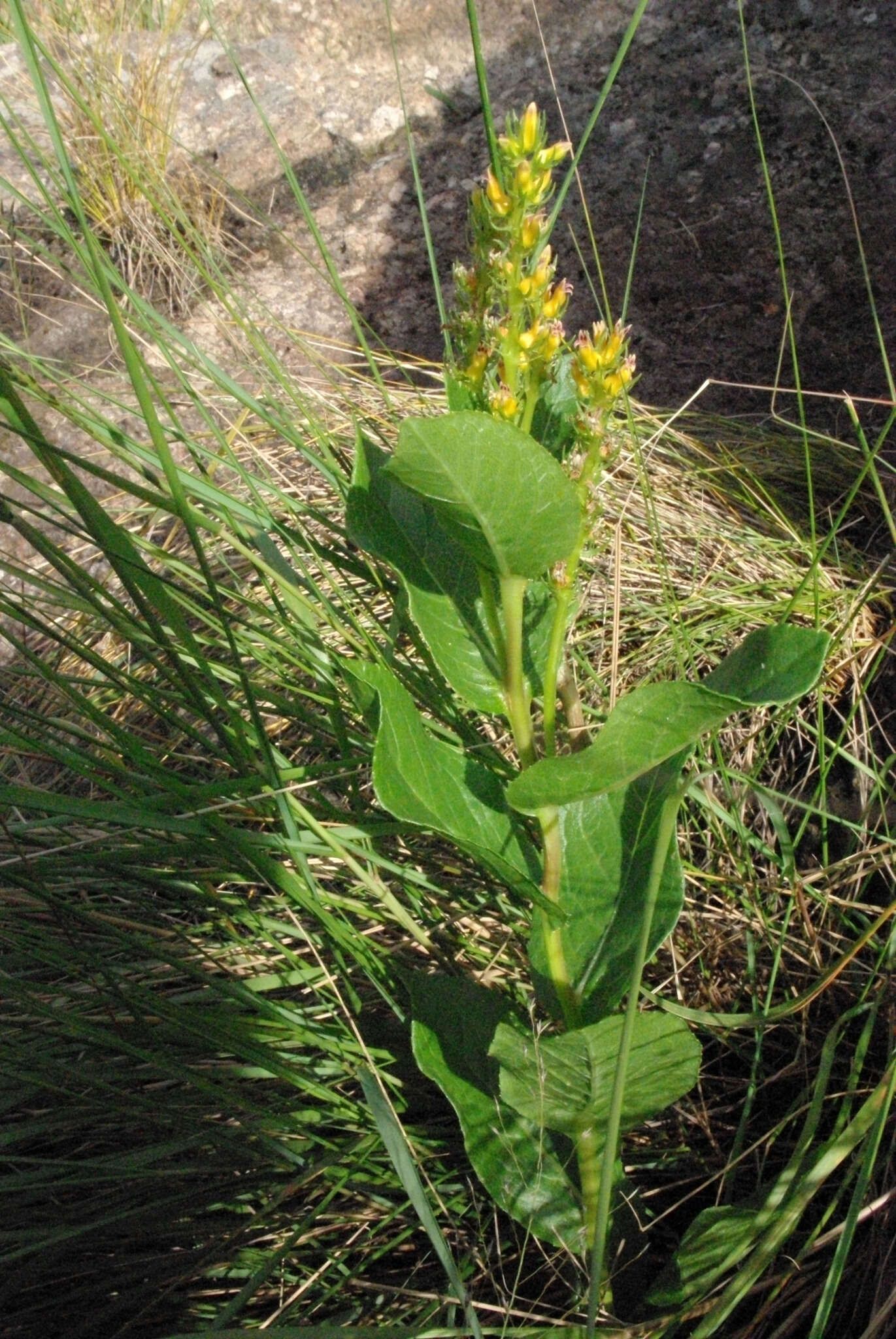 Image of Cyphia elata Harv.