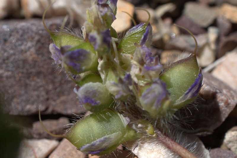 Imagem de Lupinus flavoculatus A. Heller