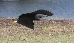 Image of Black Egret