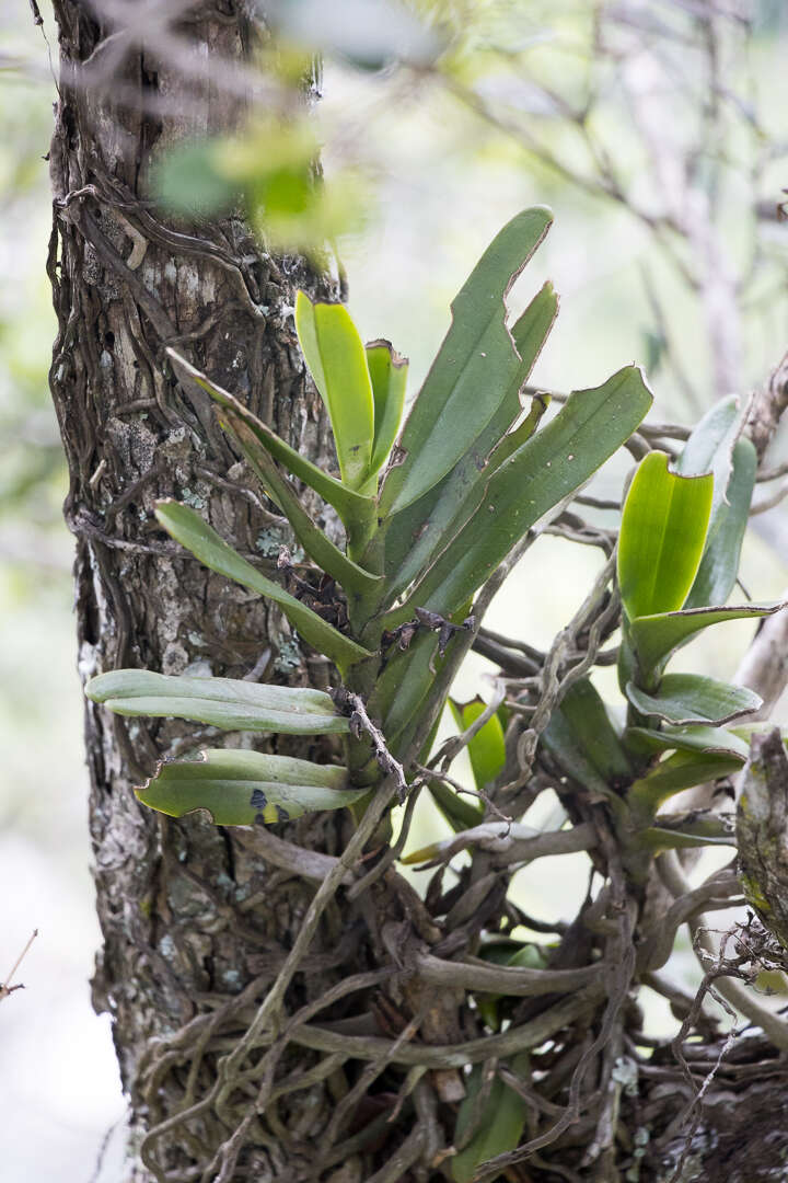 Sivun Cyrtorchis arcuata (Lindl.) Schltr. kuva