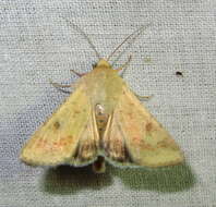 Image of cotton bollworm