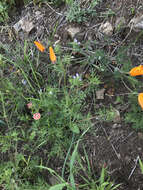 Image of California gilia