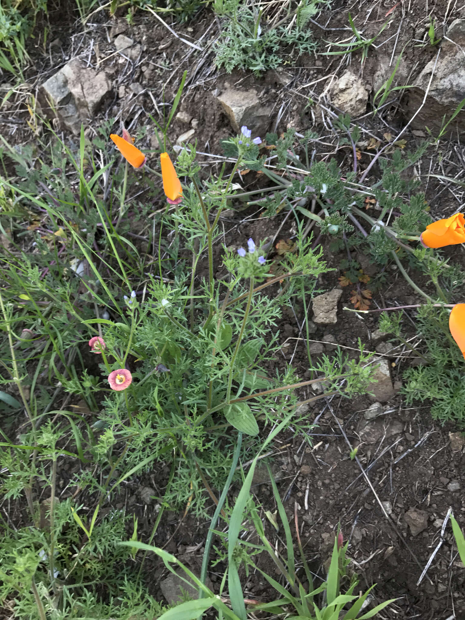 Image of California gilia