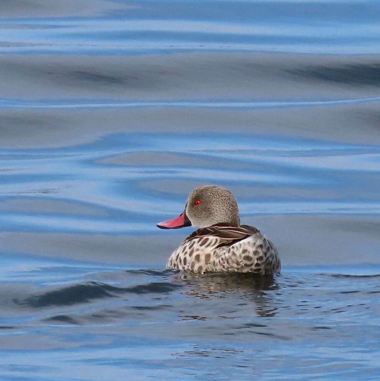 Image of Cape Teal