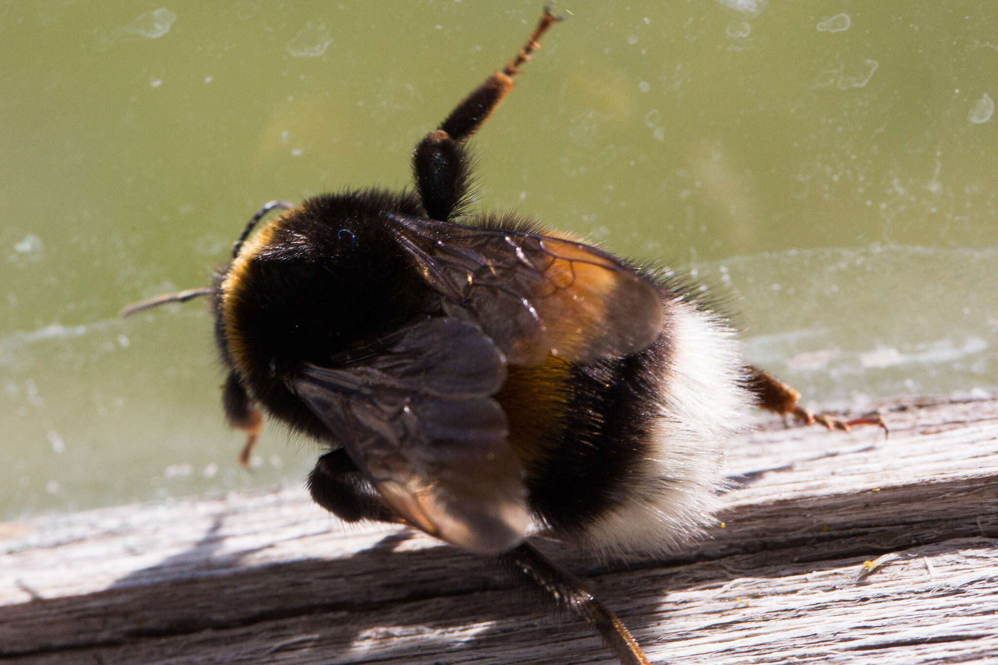 Image of White-tailed bumblebee