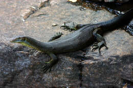 Image of Mertens's Water Monitor