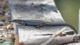 Image of Warm-temperate Water-skink