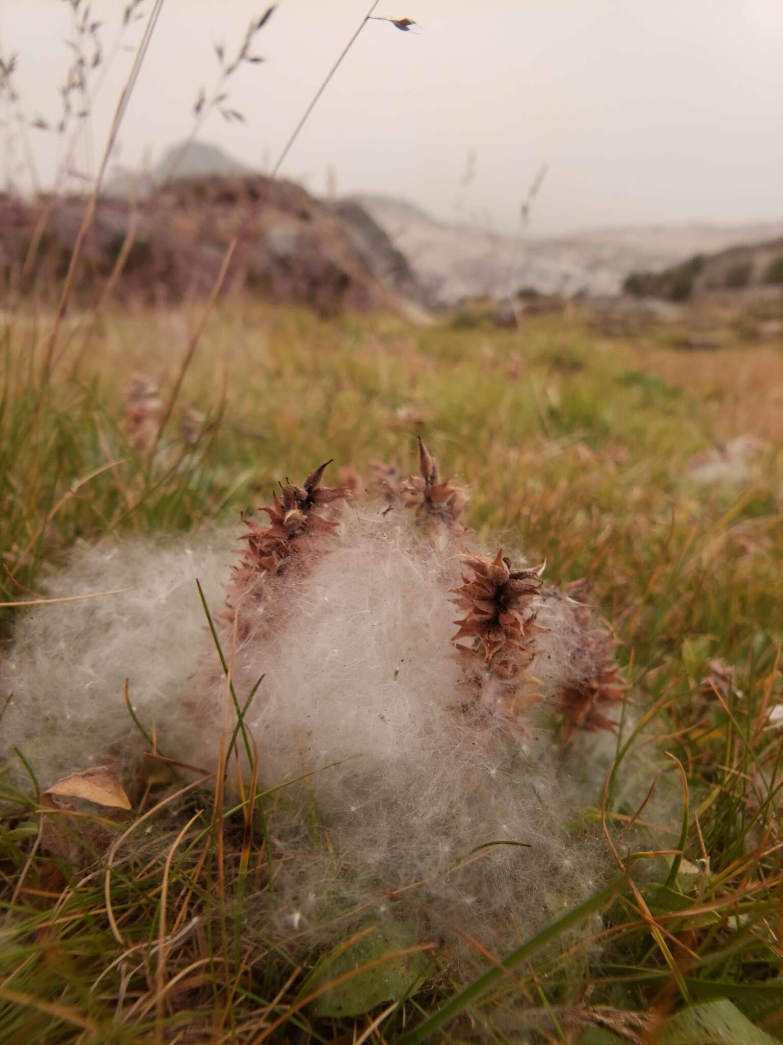 Image of alpine willow