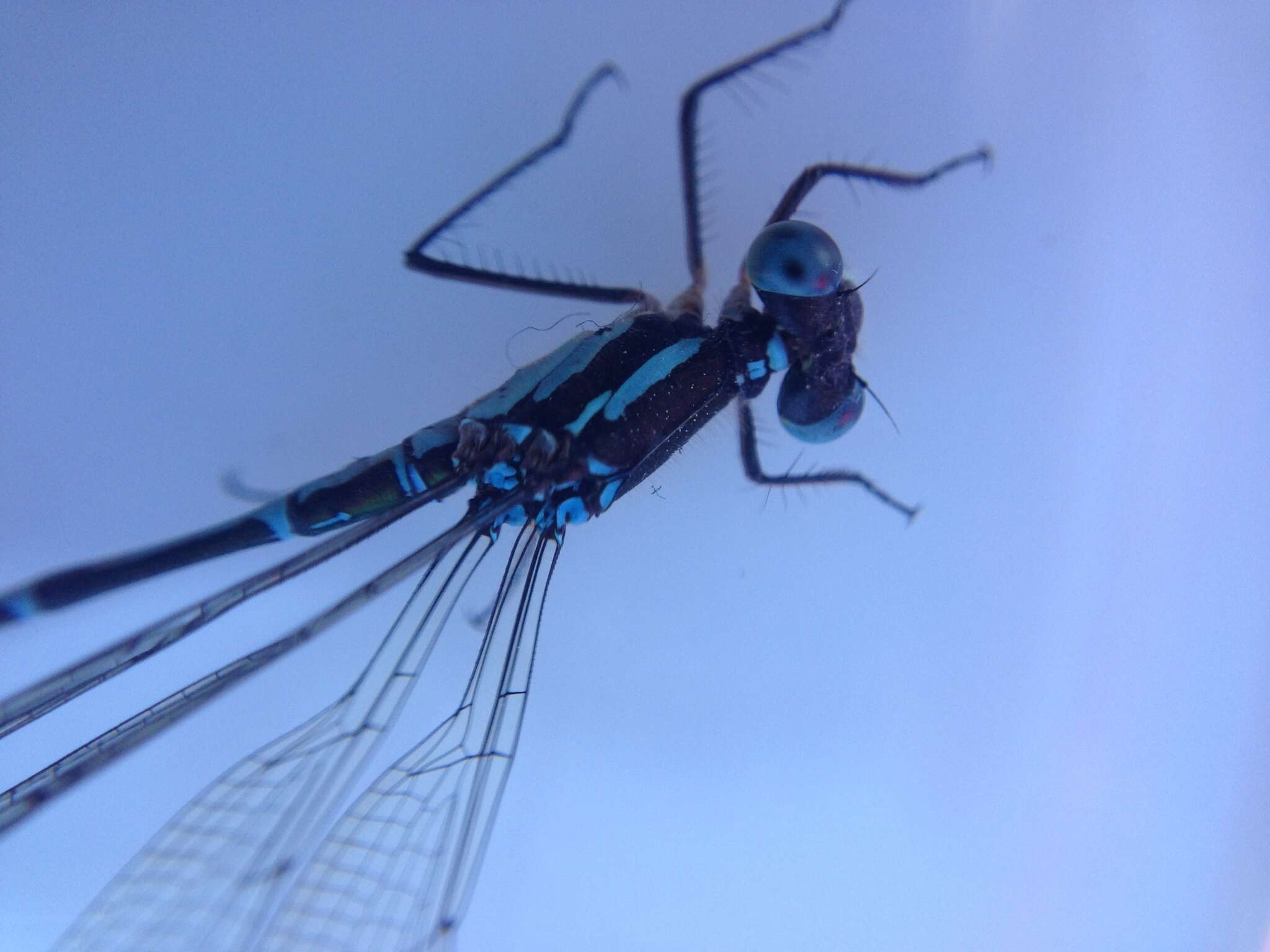 Image of Blue Damselfly