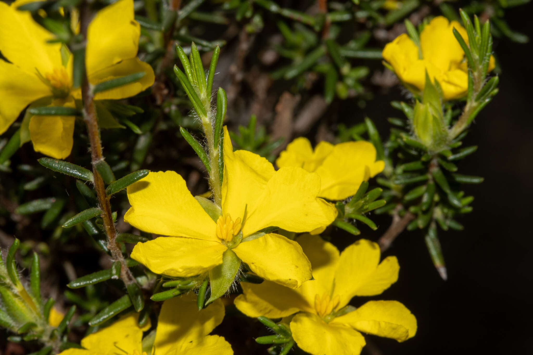 Image of Hibbertia paeninsularis J. M. Black