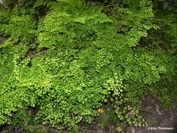 Adiantum chilense Kaulf.的圖片