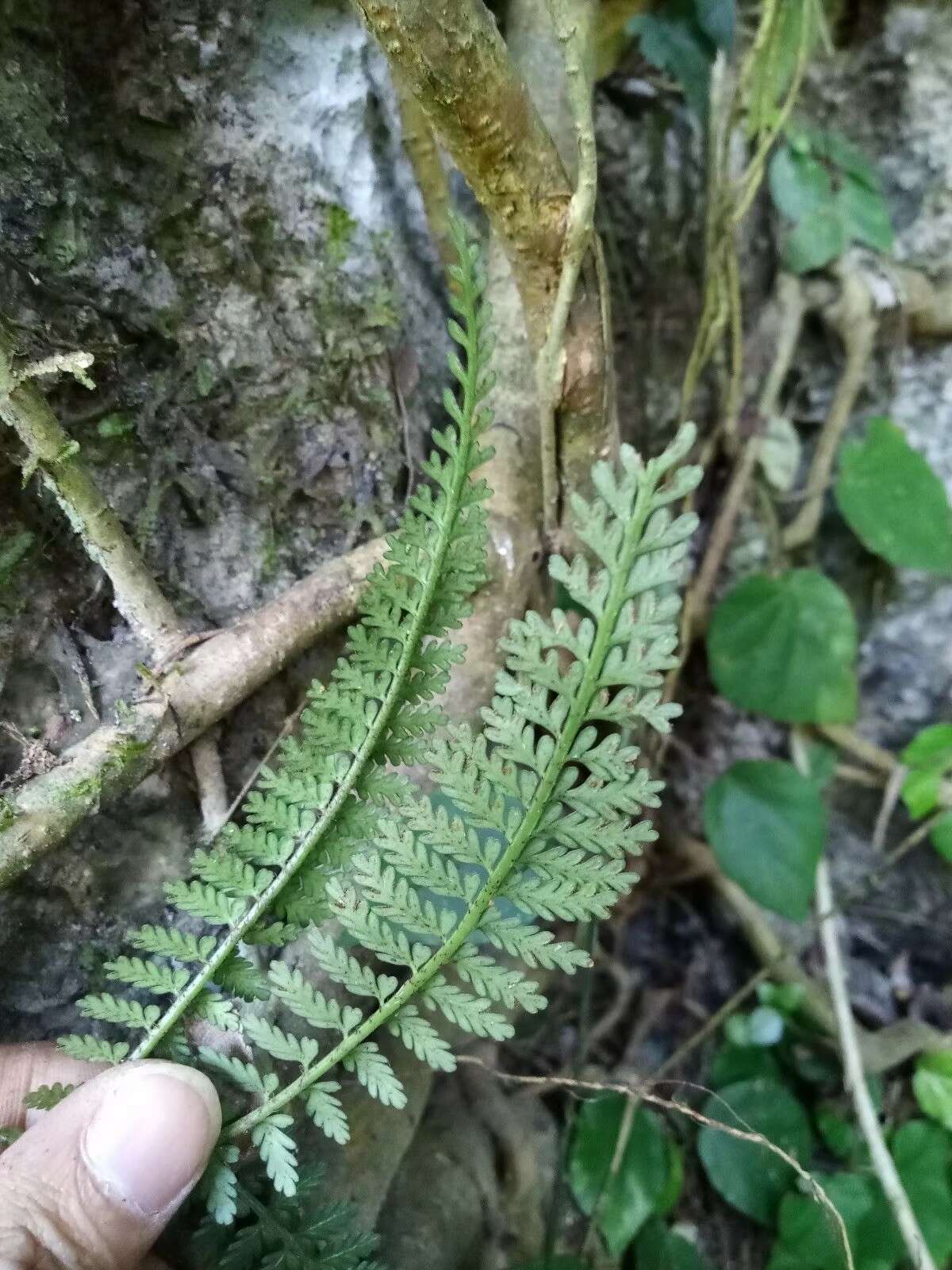 Sivun Asplenium sampsonii Hance kuva