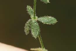 Image of graceful bedstraw