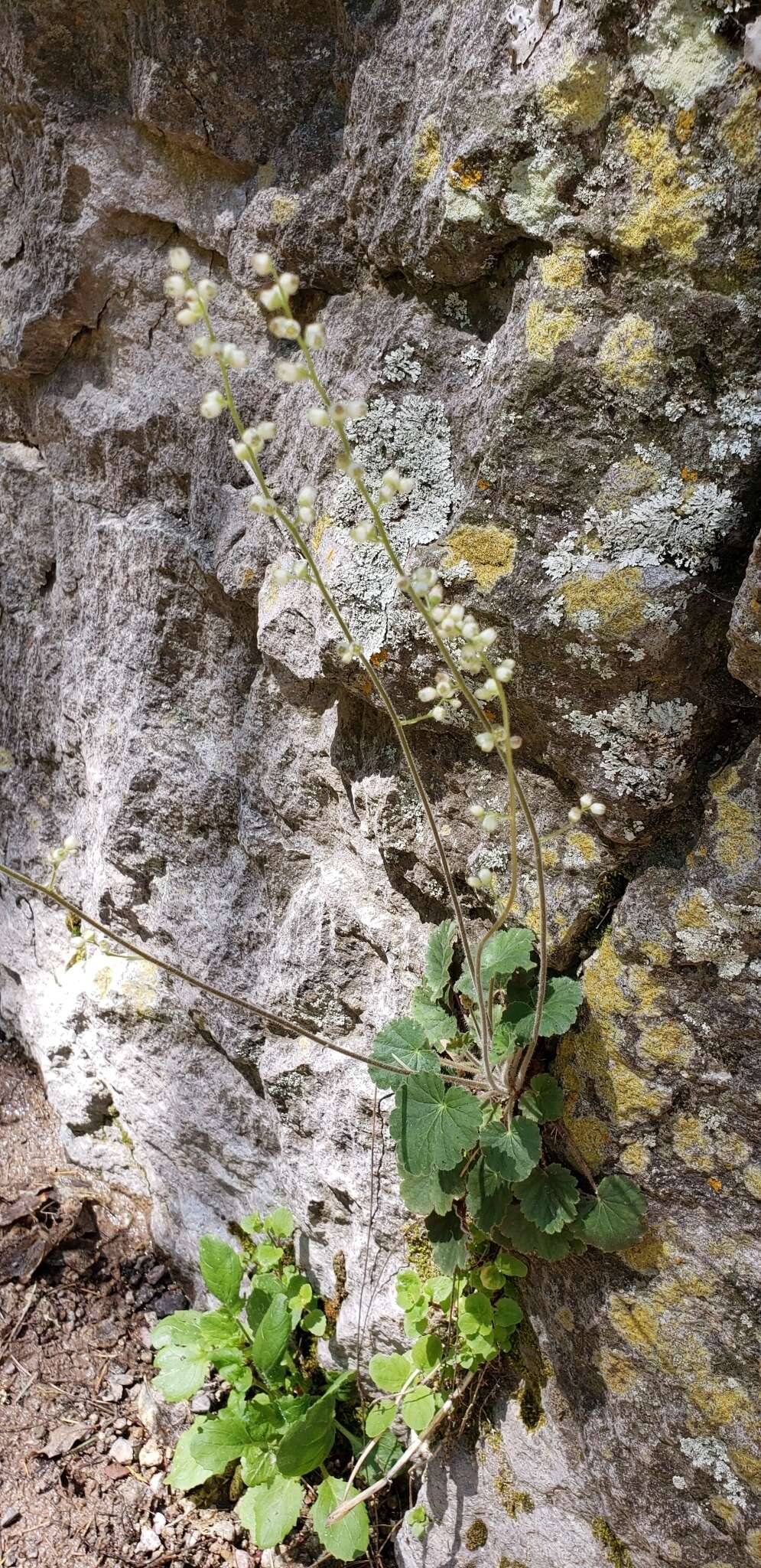 Imagem de Heuchera novomexicana Wheelock