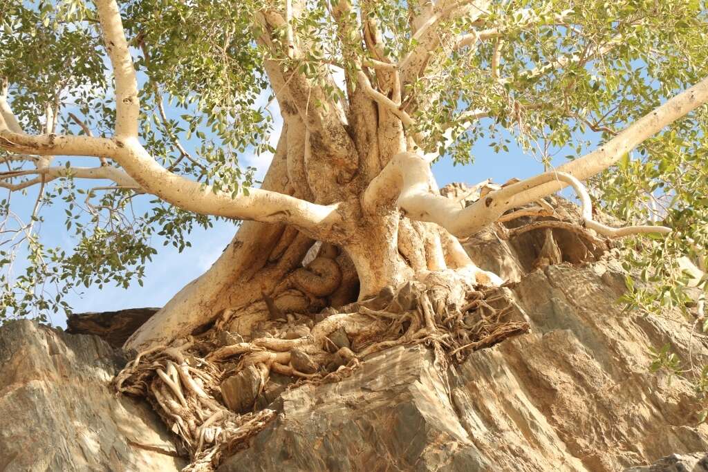 Image of Ficus cordata Thunb.