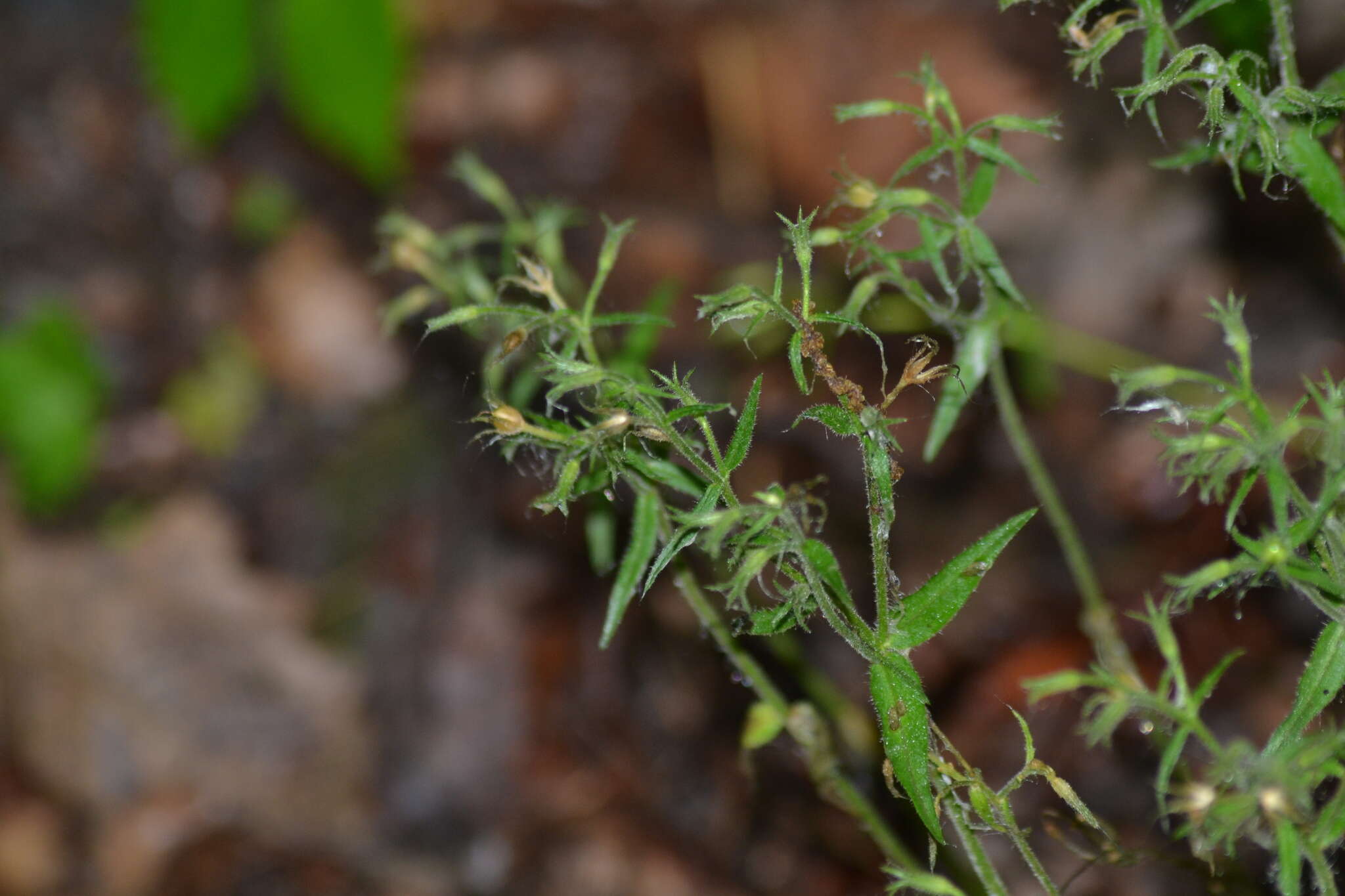 صورة Cerastium nutans Raf.