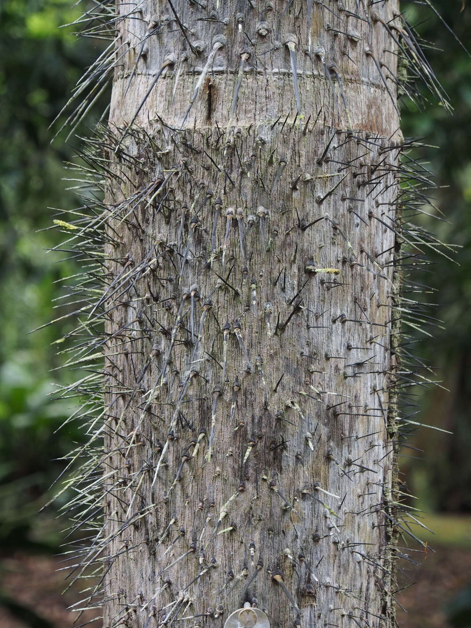 Imagem de Astrocaryum confertum H. Wendl. ex Burret