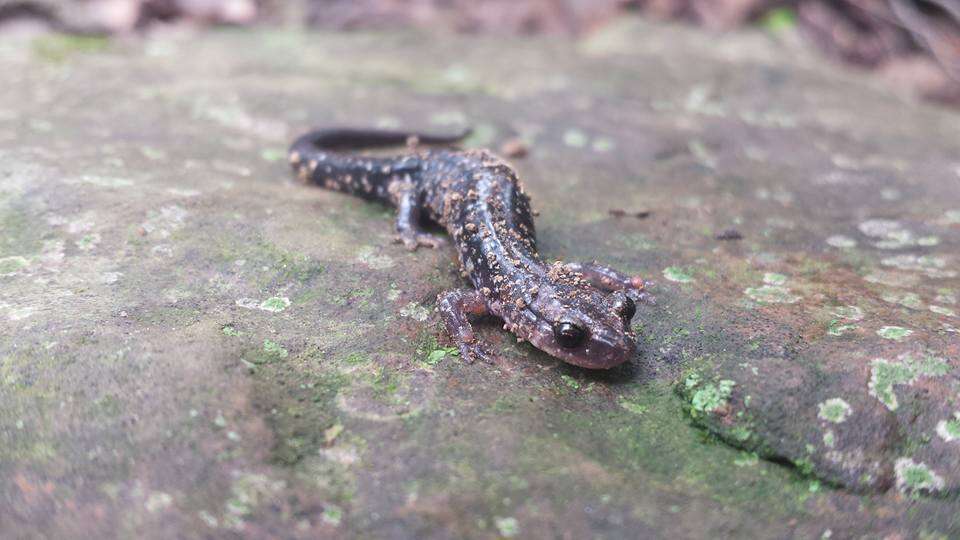 Image of Rich Mountain Salamander