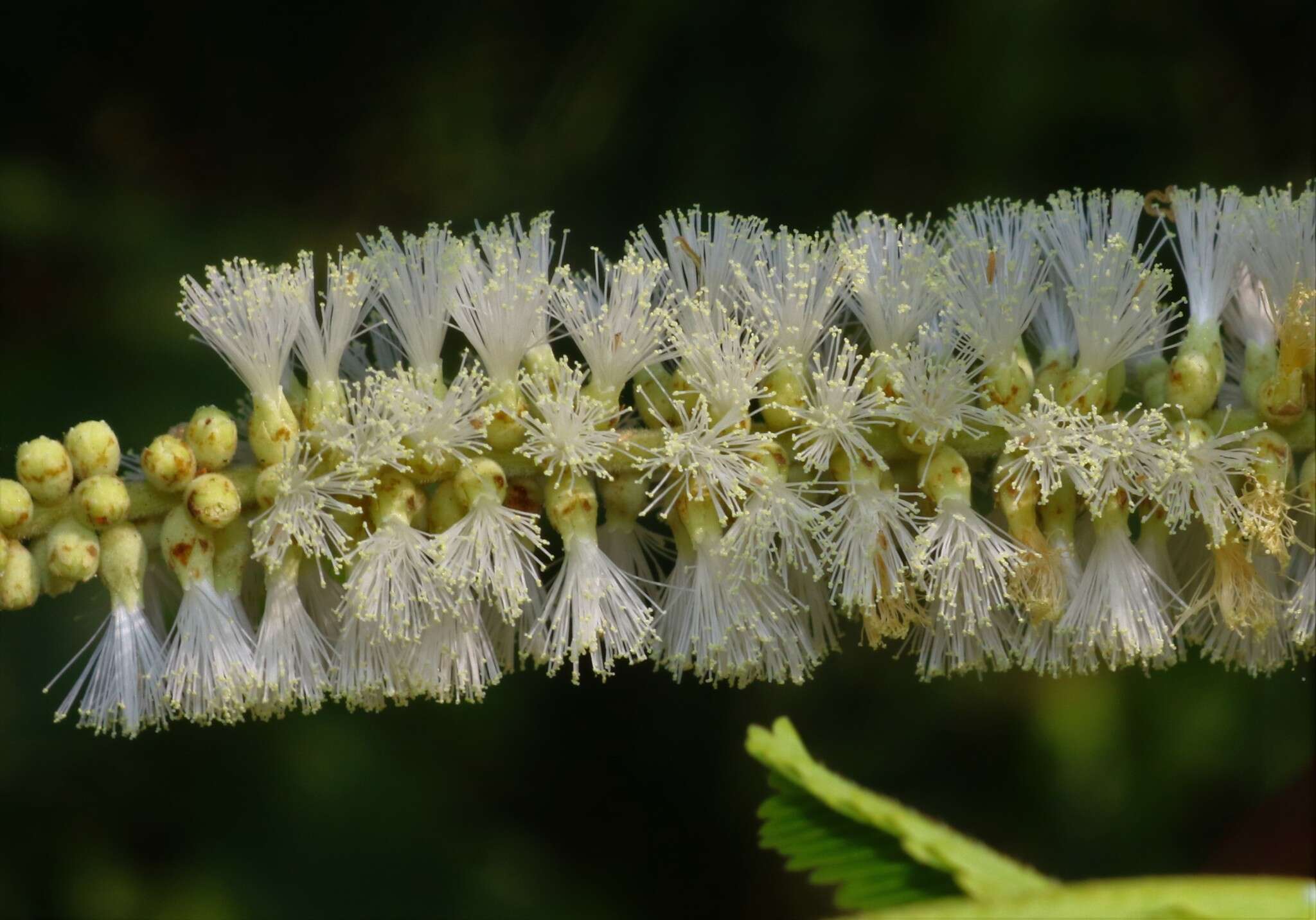 Image of catechu tree