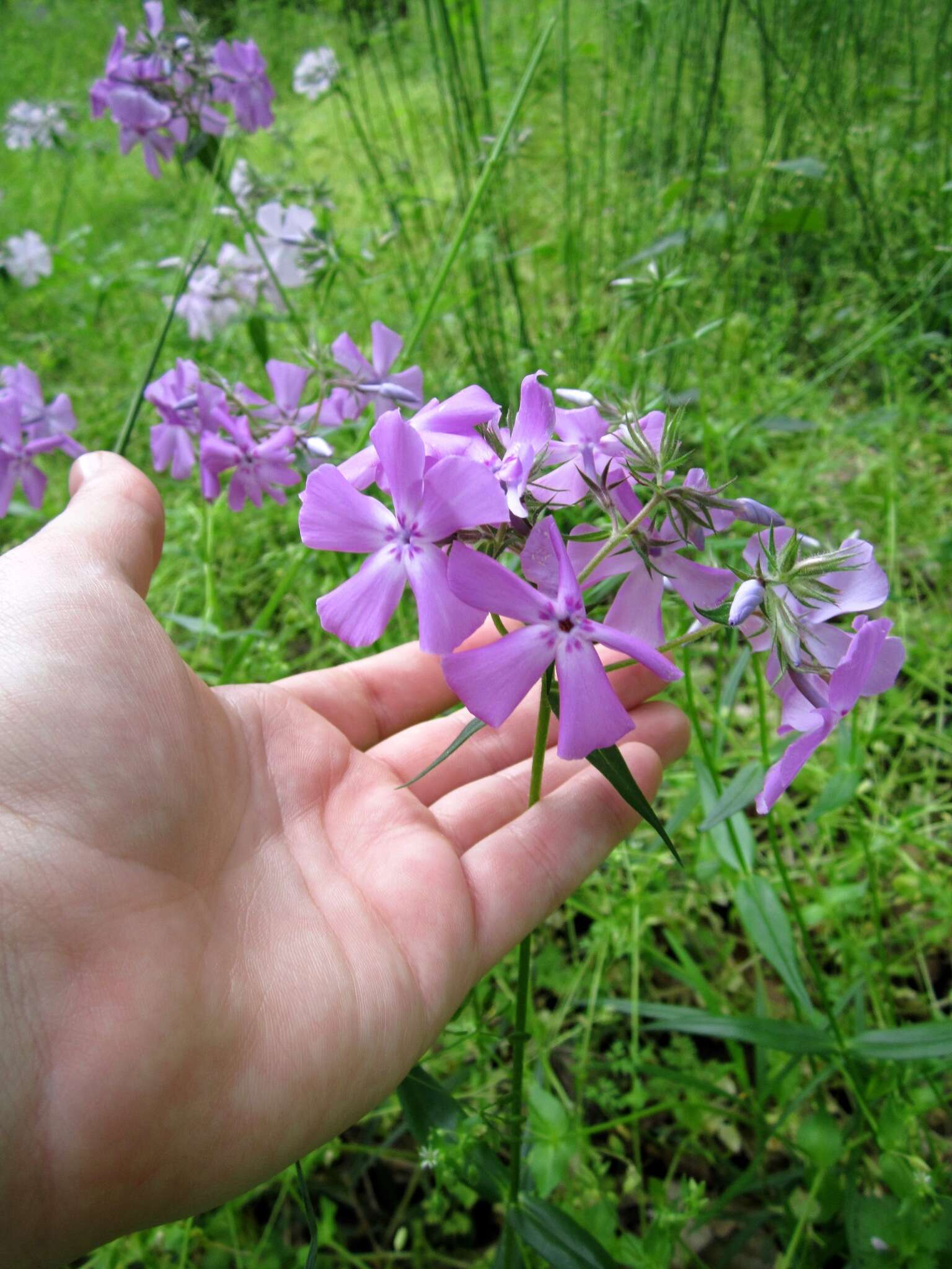 Imagem de Phlox pilosa subsp. pilosa