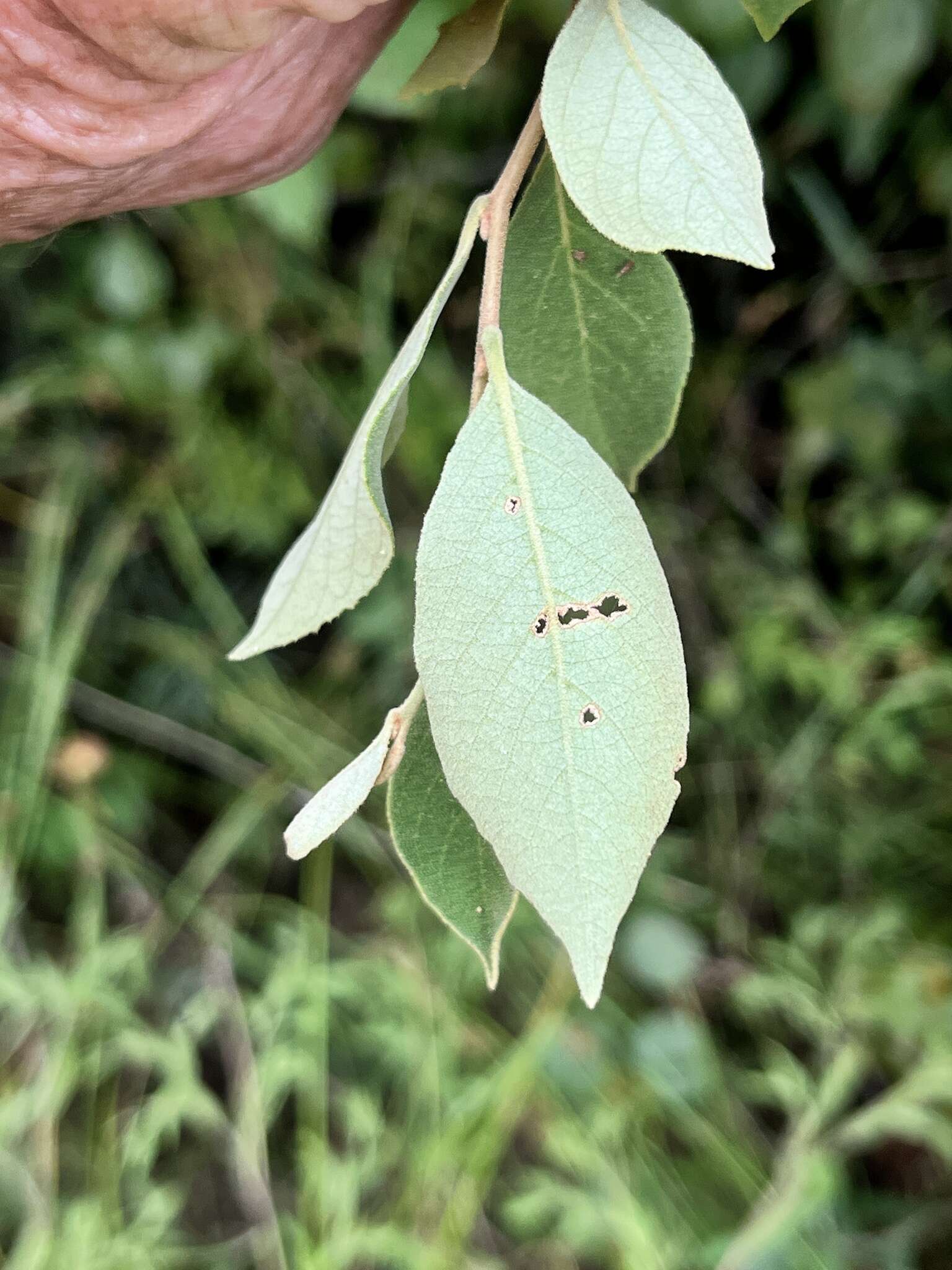 Image of American snowbell