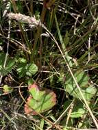 Image of annual checkerbloom