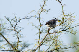 Image of Black-capped Warbling Finch