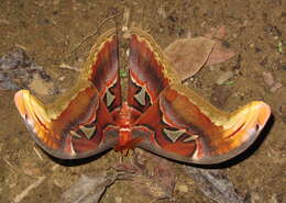 Image of atlas moth