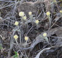 Слика од Millotia tenuifolia Cass.