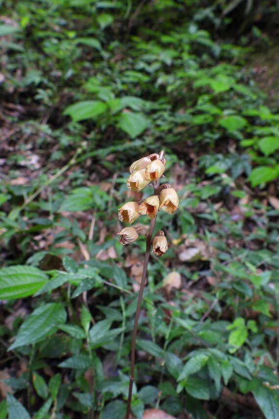 Image of Gastrodia gracilis Blume