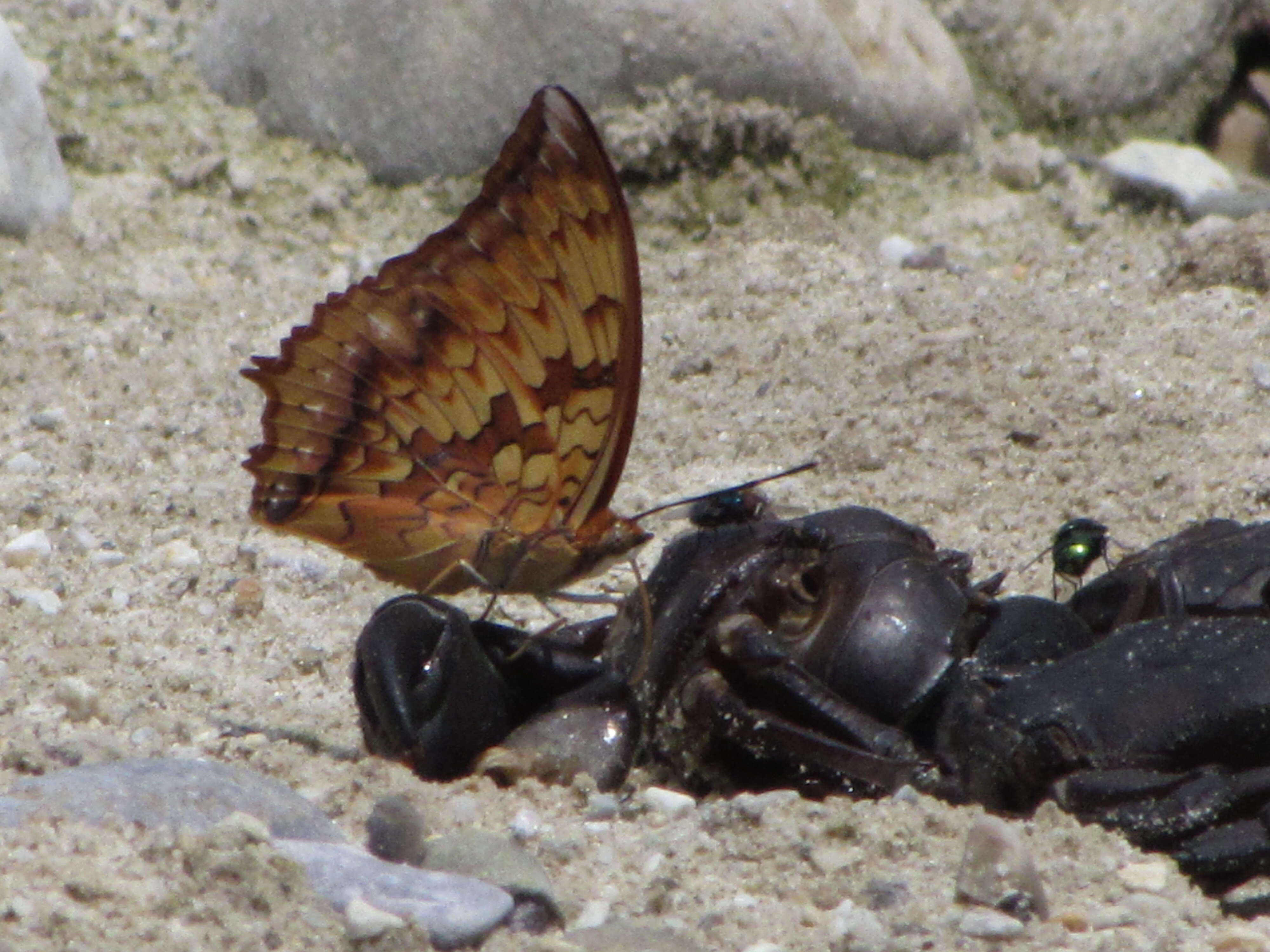 Charaxes kahruba resmi