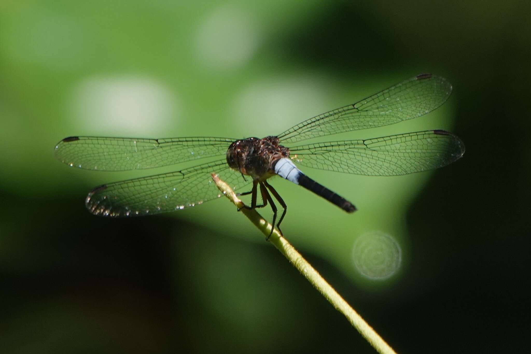 Imagem de Orchithemis pruinans (Selys 1878)