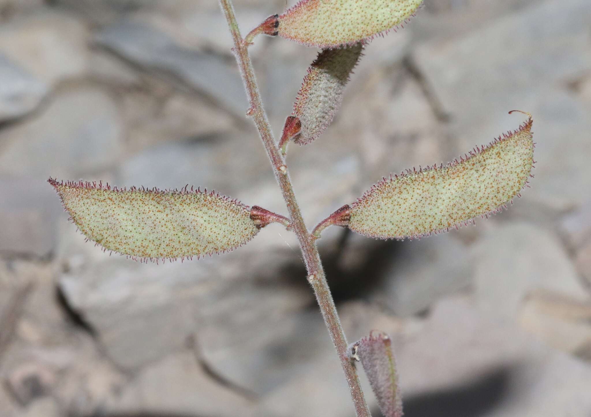 Image de Pomaria melanosticta S. Schauer