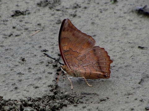 Image of Charaxes bernardus Fabricius 1793