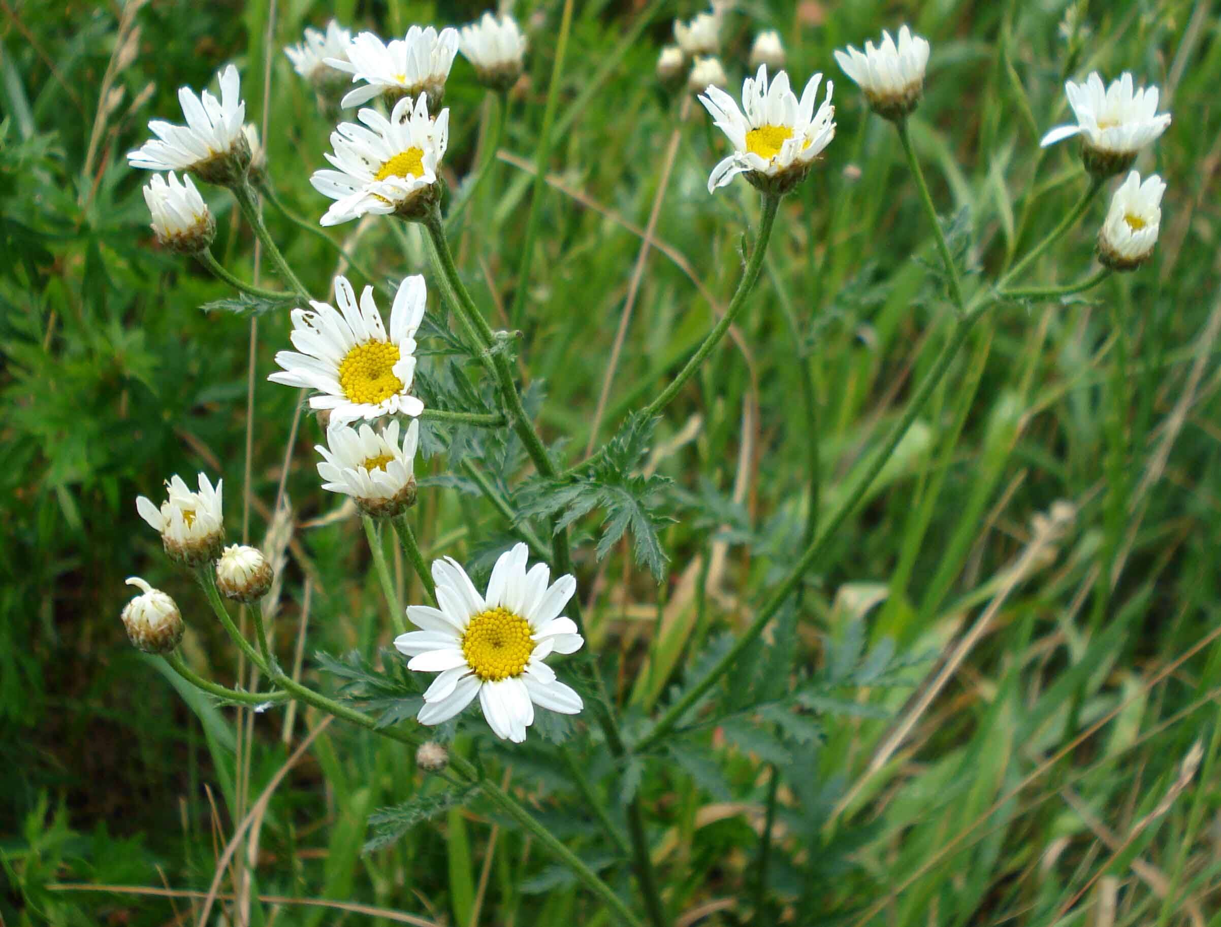 Image of corymbflower tansy