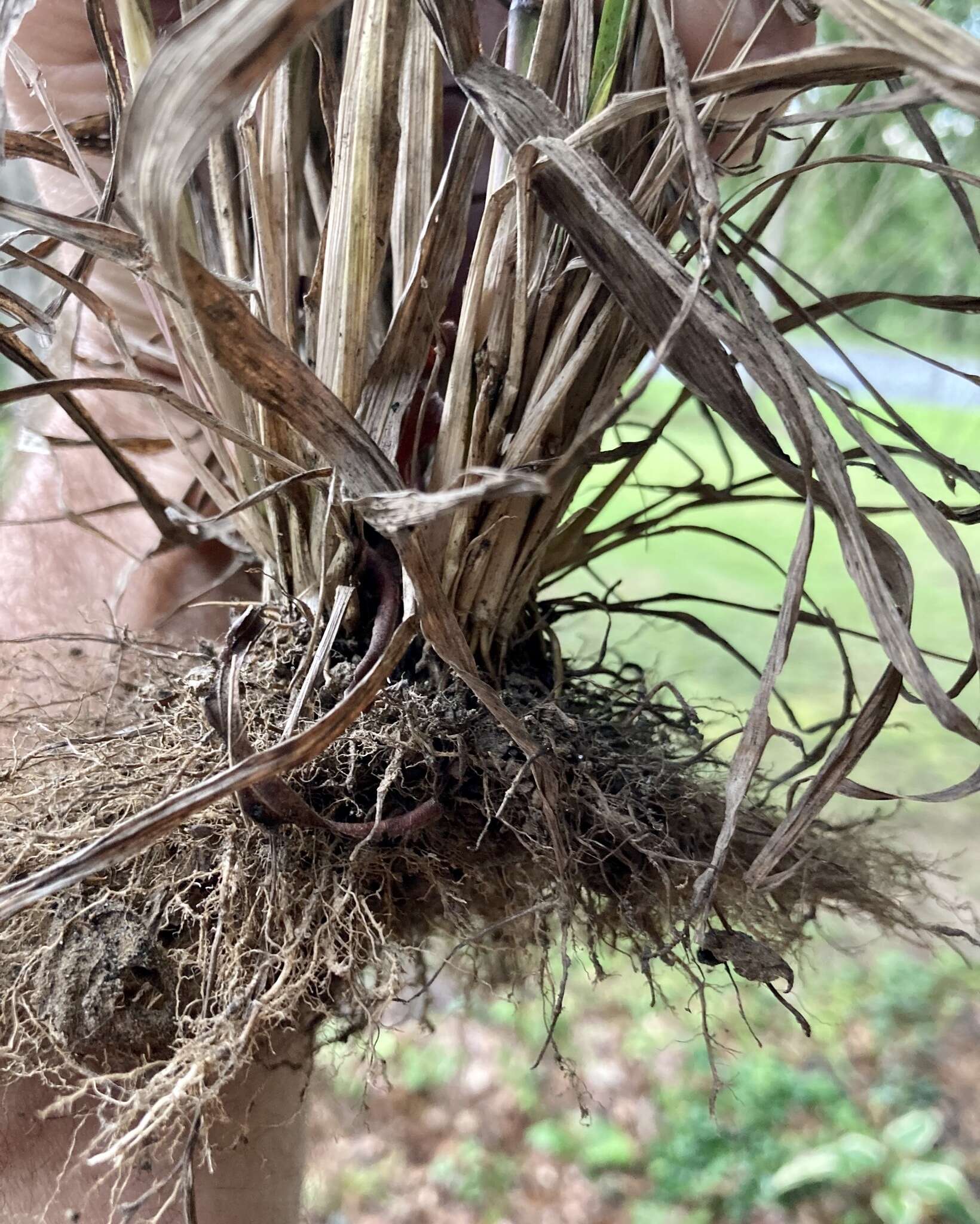 Слика од Leptochloa panicea subsp. brachiata (Steud.) N. Snow