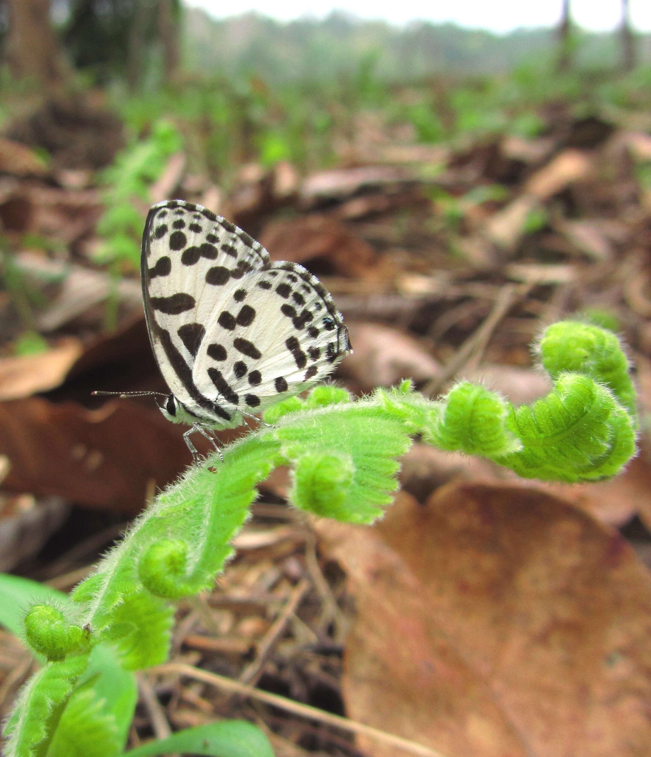 Image of Common Pierrot