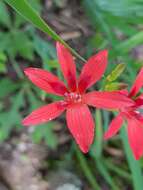 Image of Freesia grandiflora (Baker) Klatt