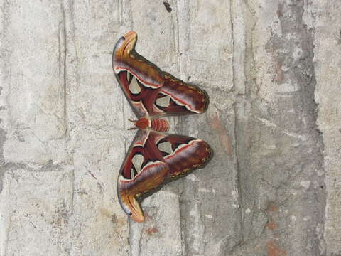 Image of atlas moth